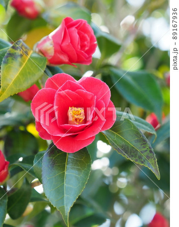 Camellia(椿の花) Camellia(椿の花) 89167936
