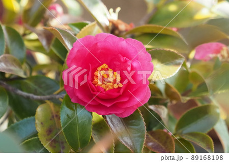 山茶花 (Camellia sasanqua) 山茶花 (Camellia sasanqua) 89168198