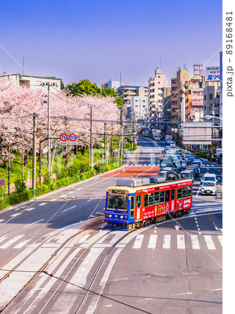 路面電車と飛鳥山公園の桜並木　東京春風景 89168481