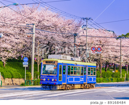 路面電車と飛鳥山公園の桜並木　東京春風景 89168484