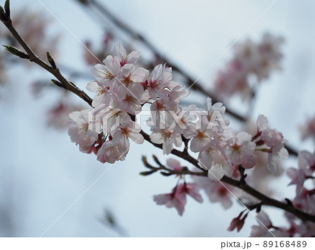 桜（春のイベントなどに） 89168489