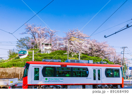 路面電車と飛鳥山公園の桜並木　東京春風景 89168490