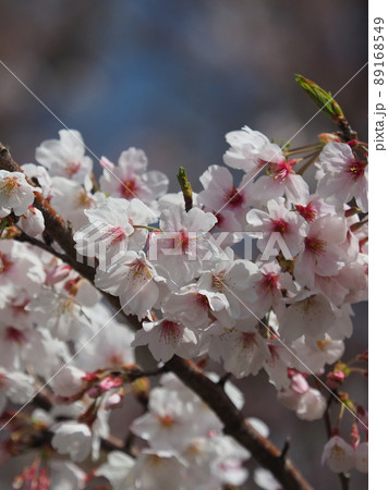 桜(春のイベントなどに) 桜(春のイベントなどに) 89168549