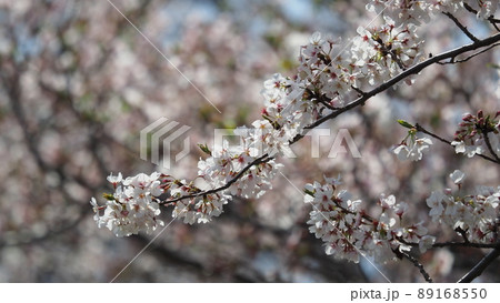 桜(春のイベントなどに) 桜(春のイベントなどに) 89168550