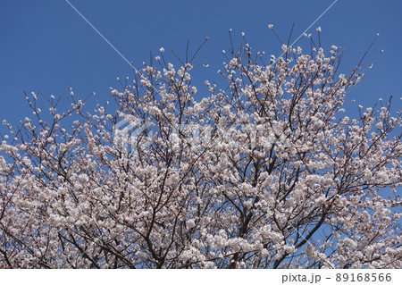 桜(春のイベントなどに) 桜(春のイベントなどに) 89168566