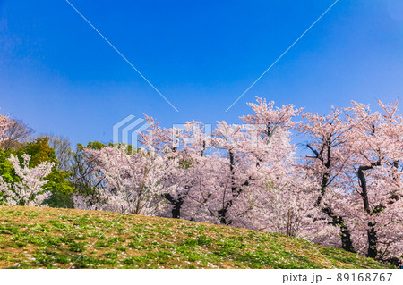 飛鳥山公園の桜並木　東京春風景 89168767