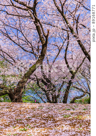 飛鳥山公園の桜並木　東京春風景 89168771