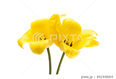 bouquet of tulips isolated 89169664