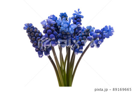 Mouse hyacinth isolated Mouse hyacinth isolated 89169665