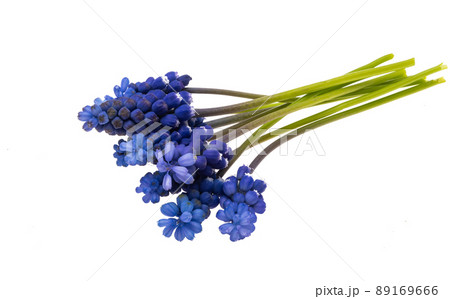 Mouse hyacinth isolated 89169666