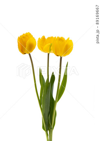 bouquet of tulips isolated bouquet of tulips isolated 89169667