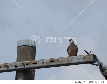 キジバト 89169871