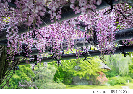 妙心寺退蔵院、藤棚の日陰から余香苑を眺める 89170059
