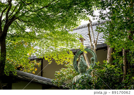 妙心寺退蔵院、観音立像と鮮やかな新緑の青もみじ 89170062