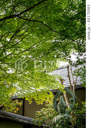 妙心寺退蔵院、観音立像と鮮やかな新緑の青もみじ 89170063