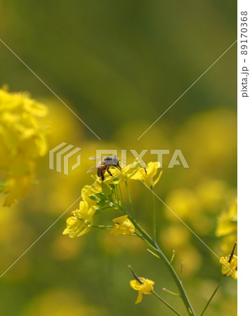 菜の花とミツバチ 89170368