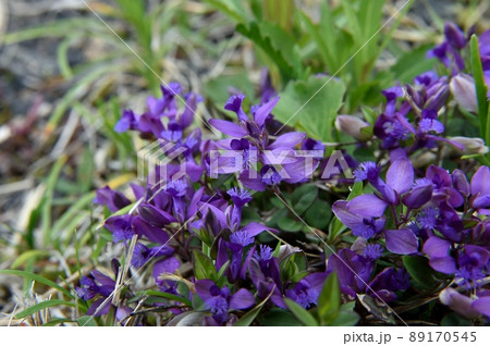 ヒメハギ 89170545