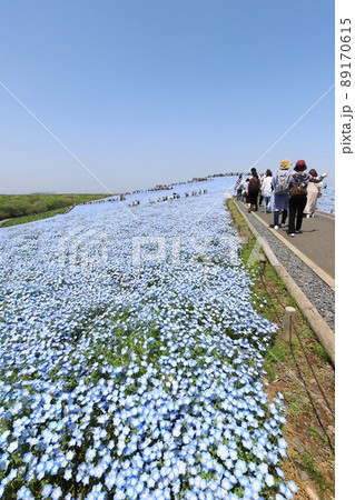 茨城　ひたちなか　国営ひたち海浜公園　満開のネモフィラ 89170615