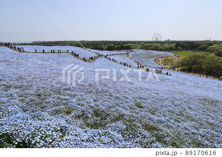 茨城　ひたちなか　国営ひたち海浜公園　満開のネモフィラ 89170616