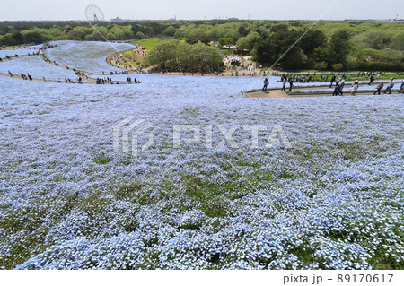 茨城　ひたちなか　国営ひたち海浜公園　満開のネモフィラ 89170617