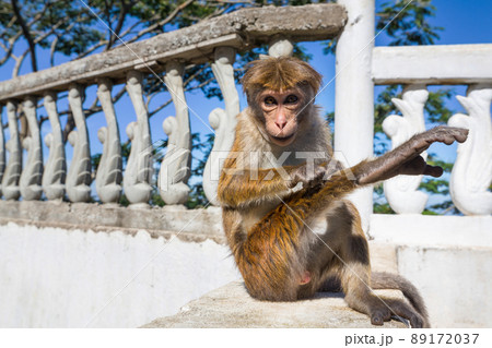 Monkey 89172037