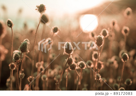 Wild flowers Wild flowers 89172083