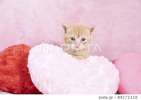 ピンクのハートのクッションとスコティシュフォールドの仔猫 89172110