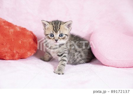 ピンクのハートのクッションとスコティシュフォールドの仔猫 ピンクのハートのクッションとスコティシュフォールドの仔猫 89172137