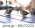 Urban sparrows in a cafe on the table. 89172220