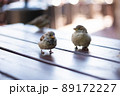 Urban sparrows in a cafe on the table. 89172227