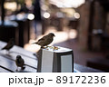 Urban sparrows in a cafe on the table. 89172236