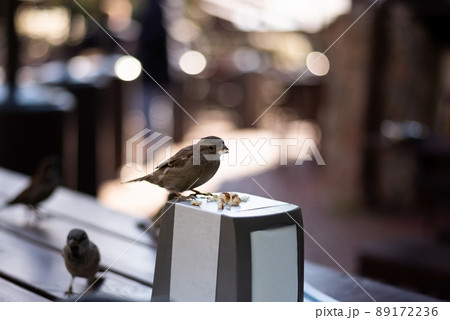Urban sparrows in a cafe on the table. 89172236
