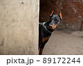 Doberman looks around the corner of the old house. 89172244