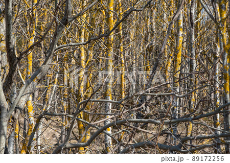 Close up of the entanglement of creeping old willow branches of a willow clump in the wetland. Latvia, Europe. 89172256