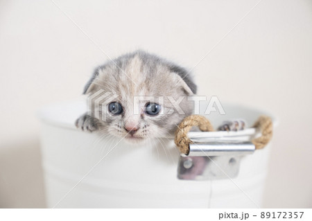 鉢カバーに入ったスコティシュフォールドの仔猫 鉢カバーに入ったスコティシュフォールドの仔猫 89172357