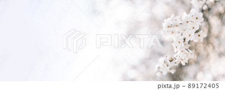 Beautiful spring blooming tree, gentle white flowers. Blooming spring tree branches with white flowers 89172405