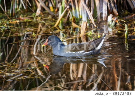 Common moorhen or swamp chicken, gallinula chloropus 89172488