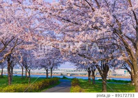 小松川千本桜　東京 89172733