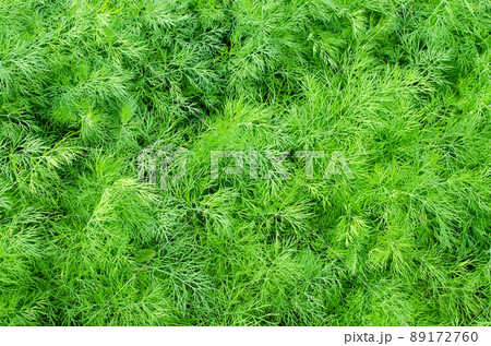 Fresh green dill close up in nature 89172760