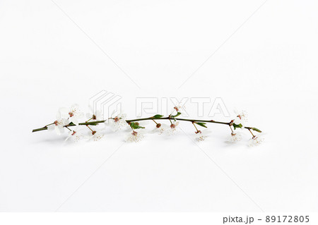Cherry twig on a white background 89172805