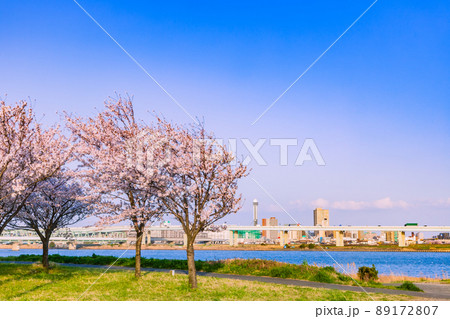 小松川千本桜　東京春風景 89172807