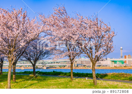 小松川千本桜　東京春風景 89172808