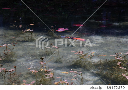 岐阜県にある美しい池、岐阜県にあるモネの池、美しい錦鯉が泳ぐ透明な池、 岐阜県にある美しい池、岐阜県にあるモネの池、美しい錦鯉が泳ぐ透明な池、 89172870