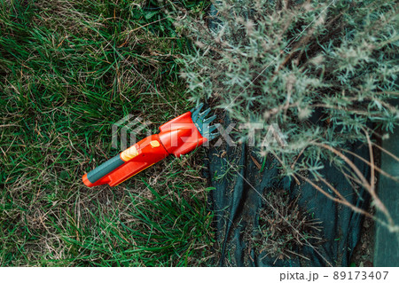 Garden red color gasoline scissors, trimming green bush. Trimming work in garden Garden red color gasoline scissors, trimming green bush. Trimming work in garden 89173407
