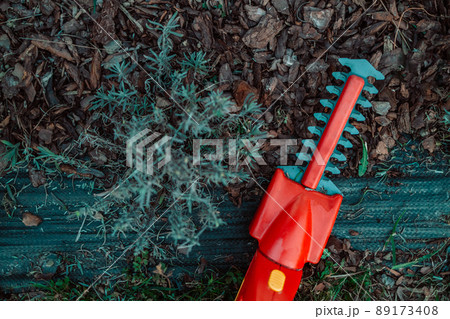 Working in the garden.Trimming overgrown dry lavender bush by red electric hedge clippers at spring garden Working in the garden.Trimming overgrown dry lavender bush by red electric hedge clippers at spring garden 89173408