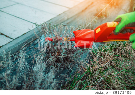 Working in the garden.Trimming overgrown dry lavender bush by red electric hedge clippers at spring garden Working in the garden.Trimming overgrown dry lavender bush by red electric hedge clippers at spring garden 89173409