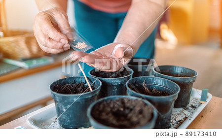 Farmer's hands plant seeds in black plastic pot with ground. Closeup. Preparation for garden season. 89173410