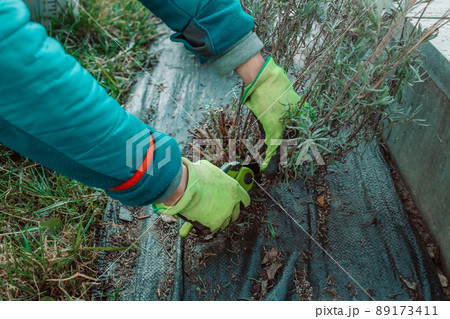 Woman hands in gardening rubber gloves with secateurs cutting off wilted flowers on lavender bush 89173411