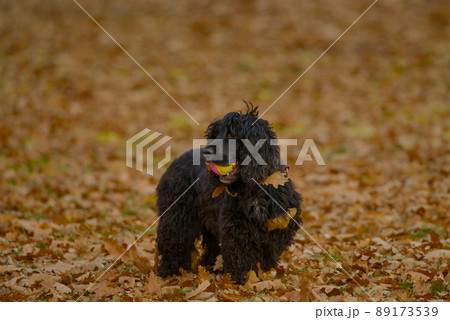 Cute Black Dog biting a ball in a forest with autumn leaves Cute Black Dog biting a ball in a forest with autumn leaves 89173539
