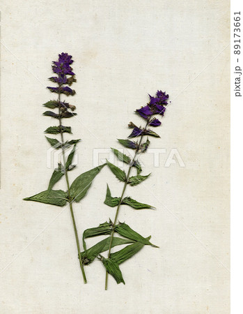 Herbarium on textured vintage background of canvas. Dry pressed summer herbs. Scan of dried flowers 89173661